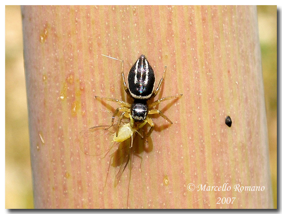 Heliophanus con preda